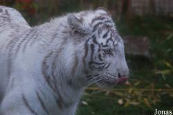 Zoo d'Amnéville
