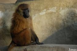 Parc Zoologique de Paris
