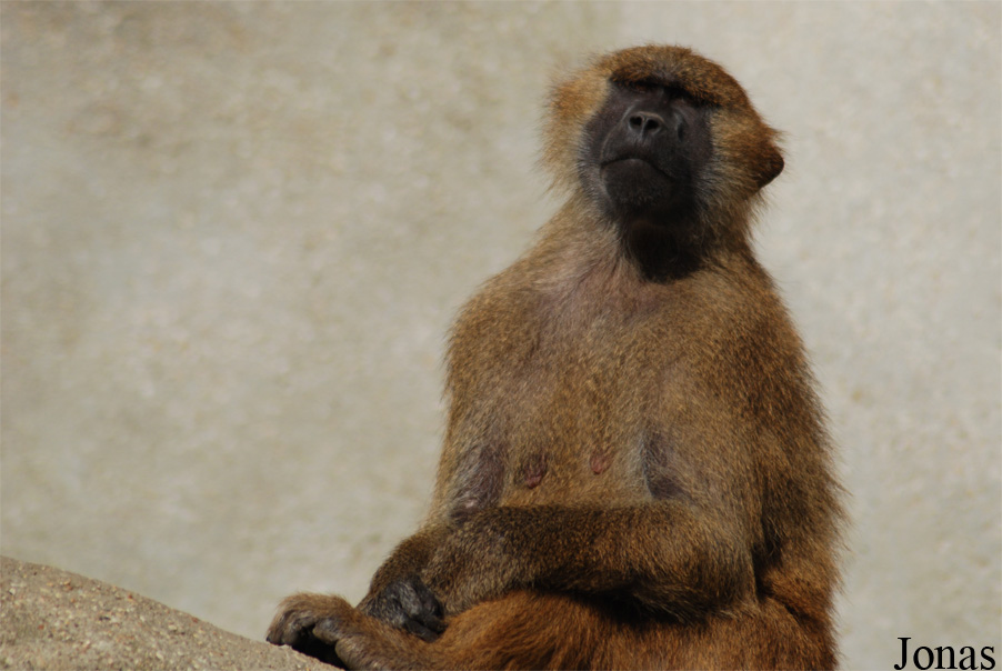 Parc Zoologique de Paris