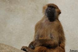 Parc Zoologique de Paris