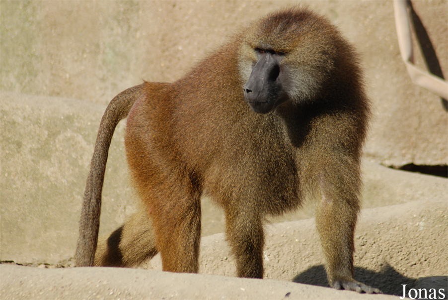 Parc Zoologique de Paris