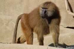 Parc Zoologique de Paris