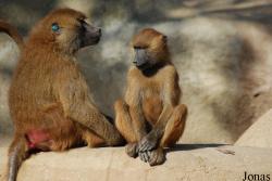 Parc Zoologique de Paris
