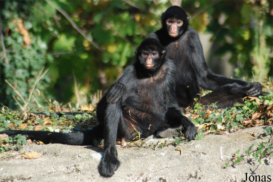 Parc Zoologique de Paris
