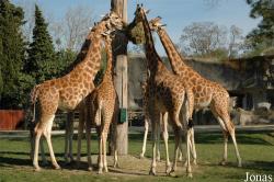 Parc Zoologique de Paris