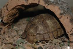 Psammobates oculiferus
