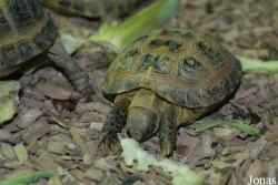 Testudo horsfieldii