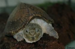 Kinosternon carinatum