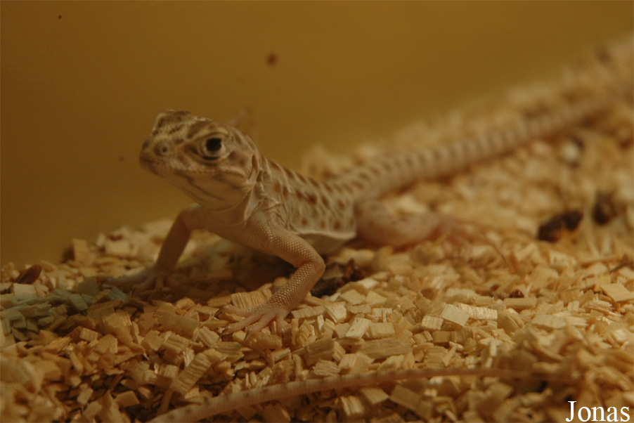 La Ferme Tropicale