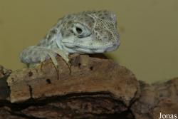 Gambelia wislizenii