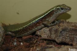 Zonosaurus ornatus