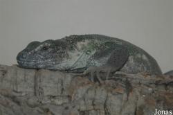 Ctenosaura pectinata