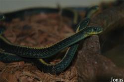 Thamnophis atratus