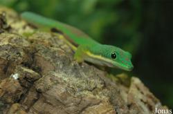 Phelsuma lineata bifasciata
