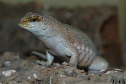 Tropiduridae