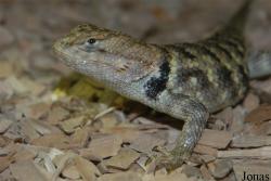 Sceloporus magister