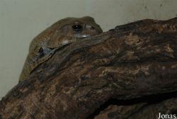 Mantellidae