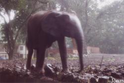 Loxodonta cyclotis
