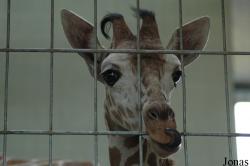 Zoologischer Garten Karlsruhe