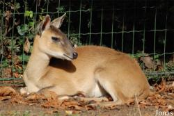Tetracerus quadricornis