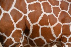 Giraffa camelopardalis reticulata