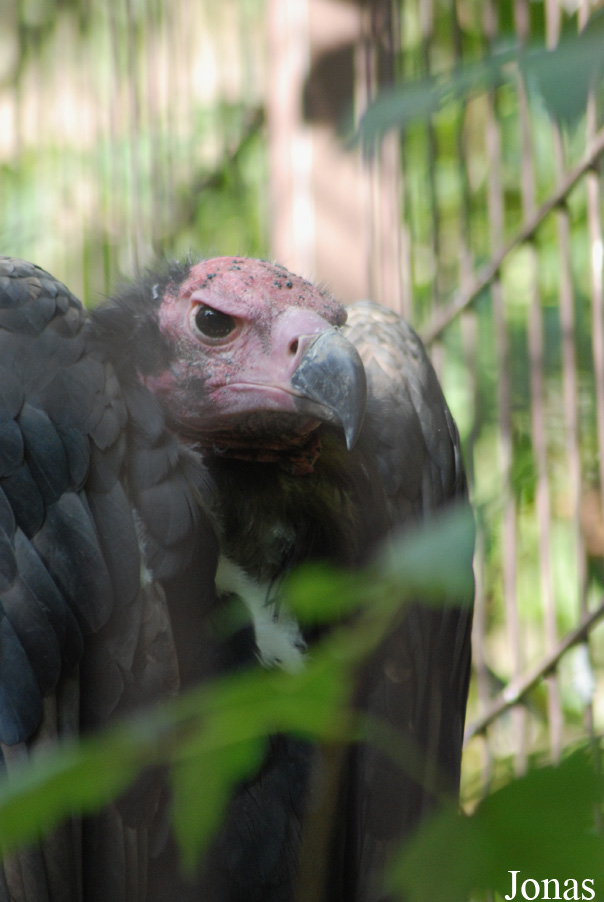 Ménagerie du Jardin des Plantes