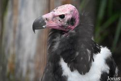 Sarcogyps calvus