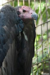 Ménagerie du Jardin des Plantes