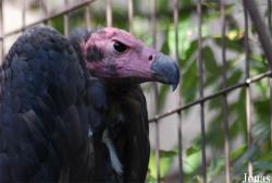Ménagerie du Jardin des Plantes