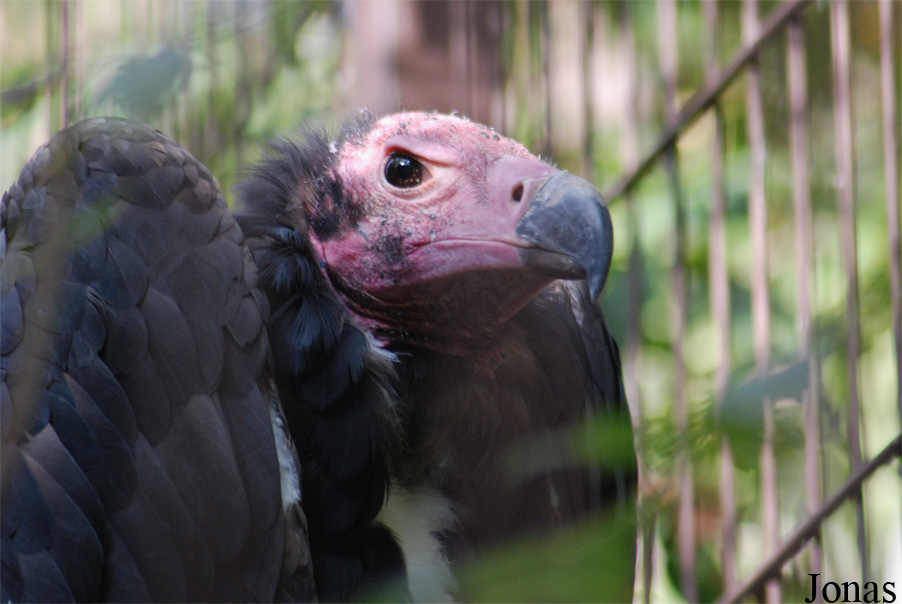 Ménagerie du Jardin des Plantes