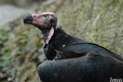 Ménagerie du Jardin des Plantes