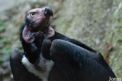 Ménagerie du Jardin des Plantes