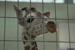 Zoologischer Garten Karlsruhe