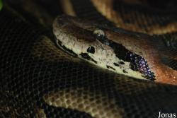 Acrantophis madagascariensis