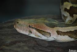 Ménagerie du Jardin des Plantes