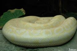 Python molurus