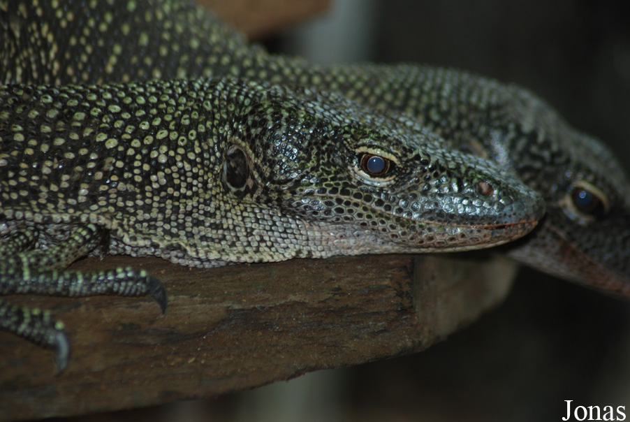 Ménagerie du Jardin des Plantes