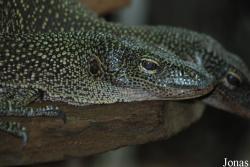 Ménagerie du Jardin des Plantes