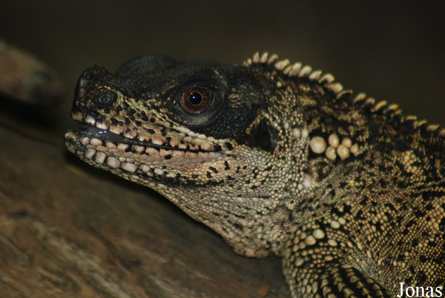 Ménagerie du Jardin des Plantes
