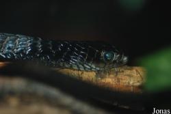 Thrasops flavigularis