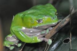 Phyllomedusa bicolor