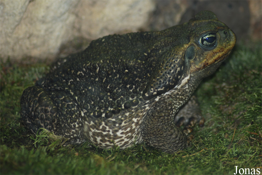 Ménagerie du Jardin des Plantes