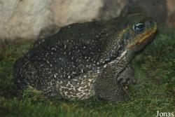 Ménagerie du Jardin des Plantes