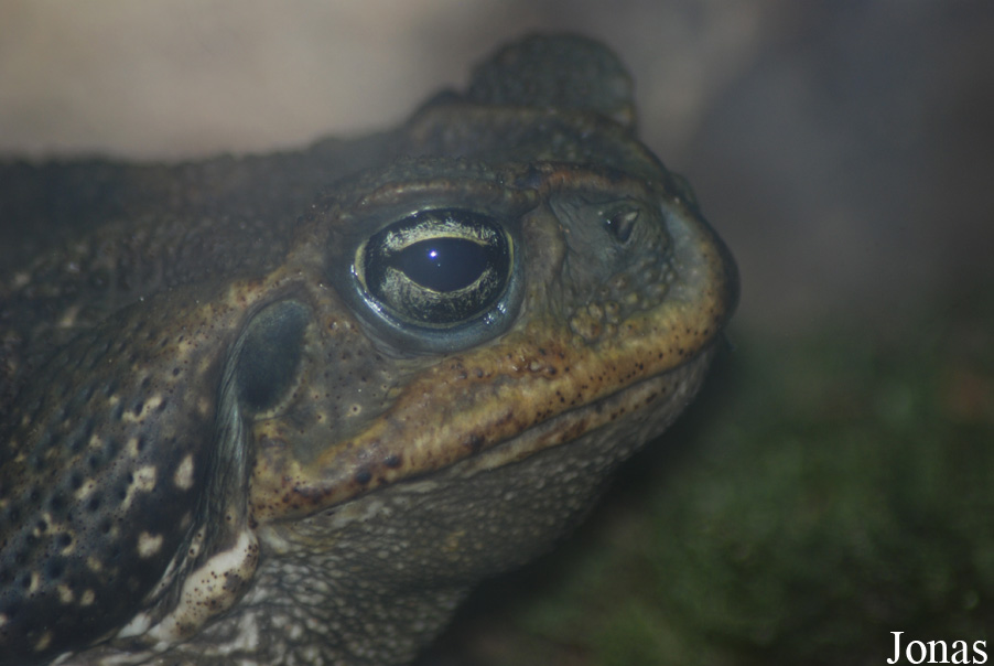 Ménagerie du Jardin des Plantes