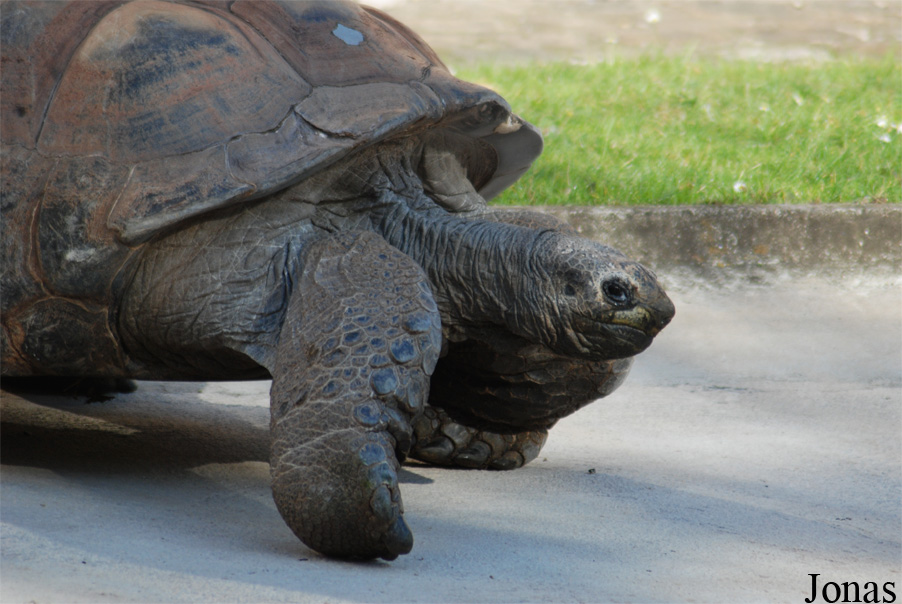 Ménagerie du Jardin des Plantes