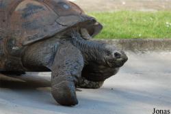 Ménagerie du Jardin des Plantes
