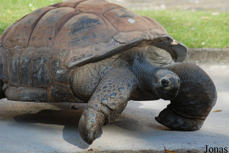 Ménagerie du Jardin des Plantes
