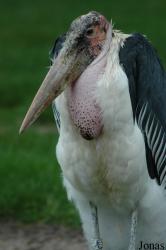 Zoologischer Garten Karlsruhe