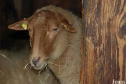 Mouton Coburger Fuchsschaf