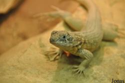 Leiocephalus carinatus